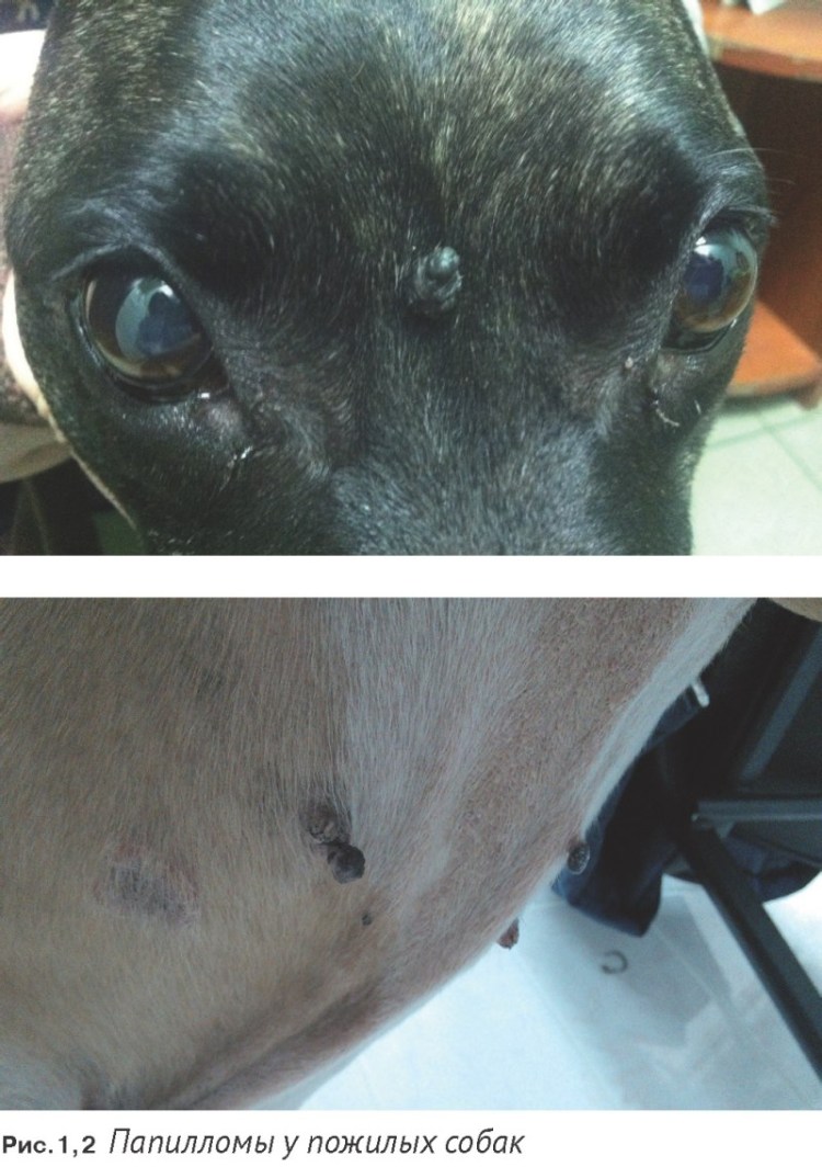 Анна Калько йорки