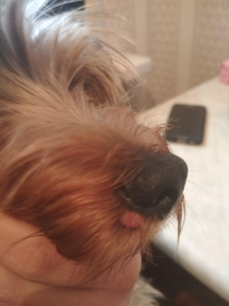 Бородавки у йоркширского терьера