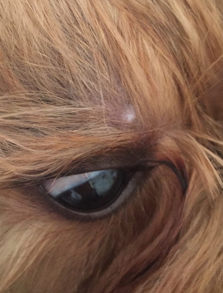 Папилломатоз век у собак