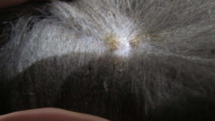 Межпальцевый пододерматит у собаки