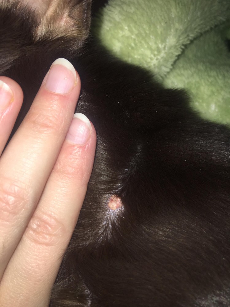 Демодекоз у йоркширского терьера