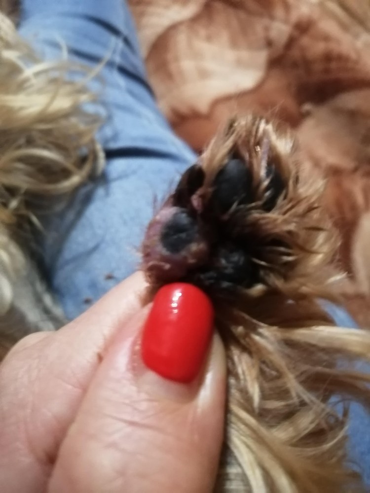 Новообразование на коже головы