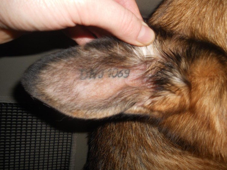 Йоркширский терьер лысеет