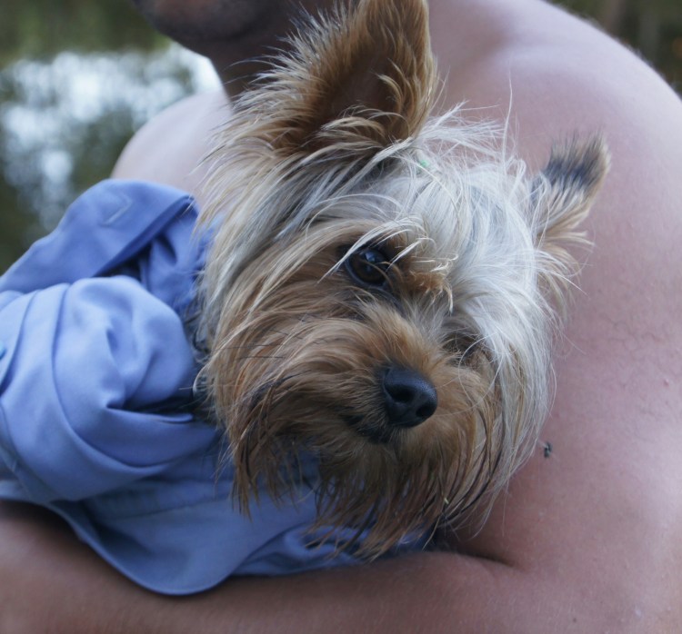 Стаффордширский терьер прикус