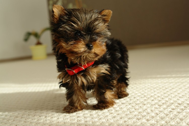 Эозинофильный пододерматит