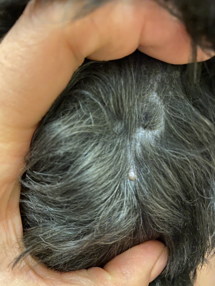 Подкожный клещ у йоркширского терьера