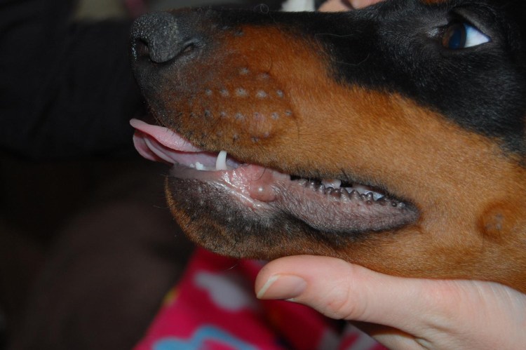 Правильный прикус у ши тцу