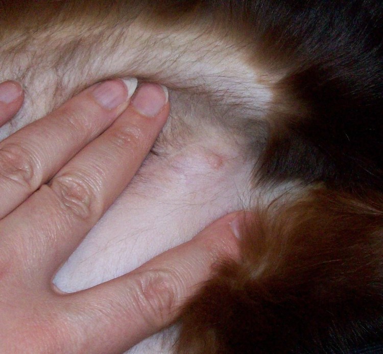 Листовидная волчанка у собак