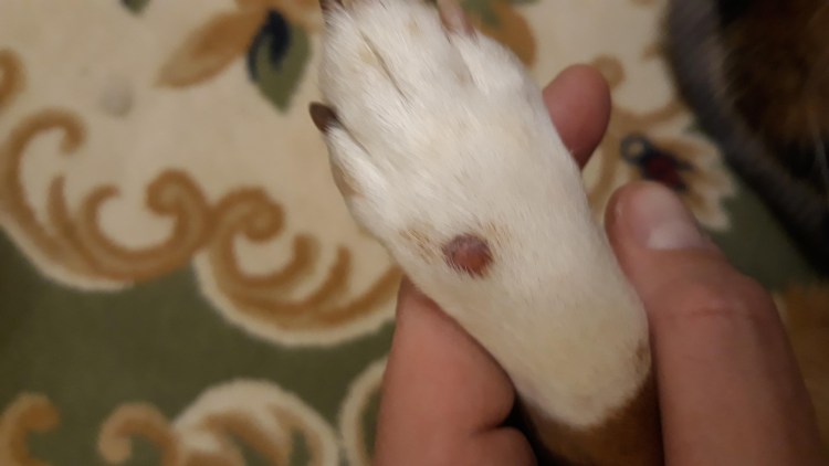 Течка у йоркширского терьера