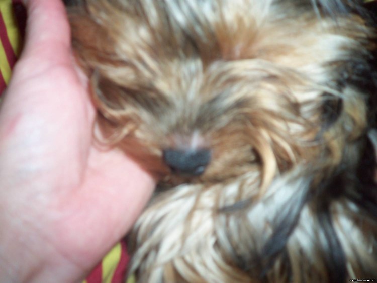 Отит у собаки ушной клещ