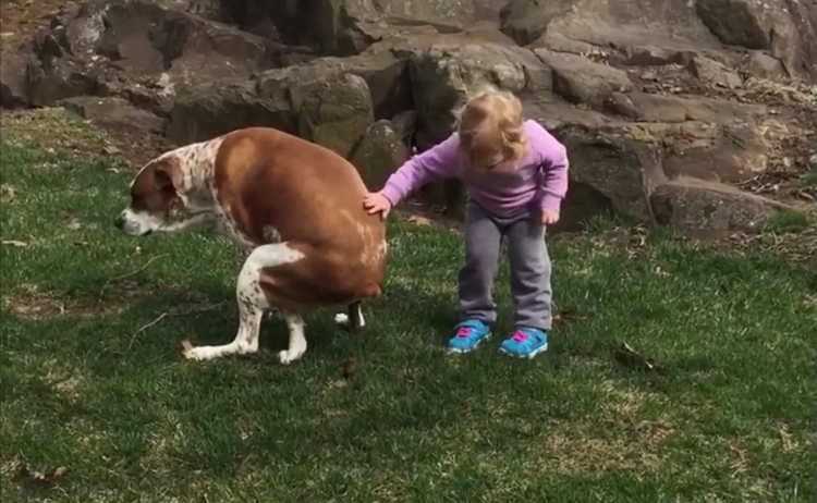 Собака какает