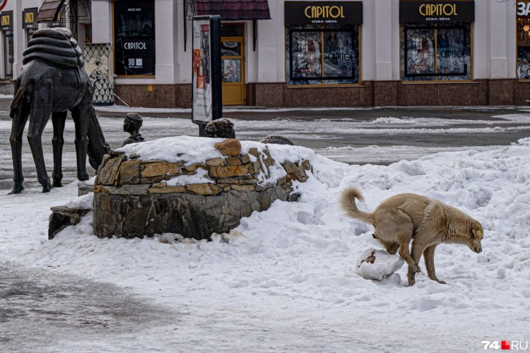 Собака срет вид сверху