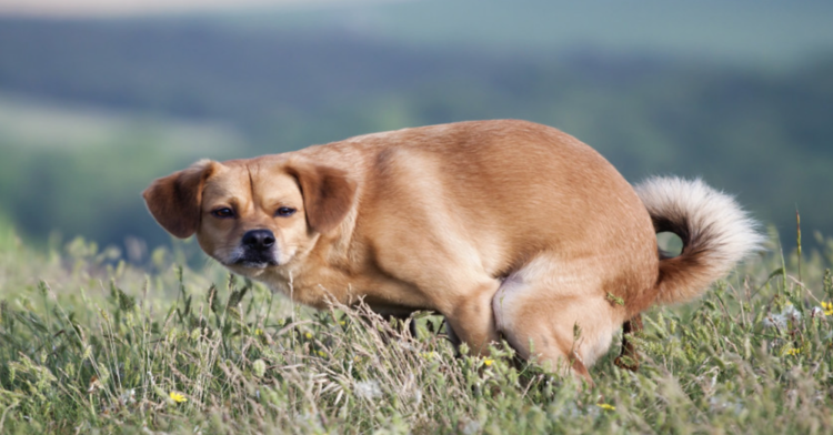 Сергей Лазарев и Дейзи