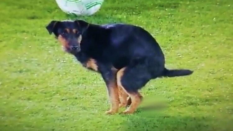 Собака какает