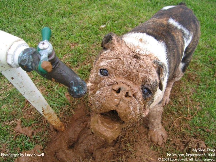 Бульдог какает