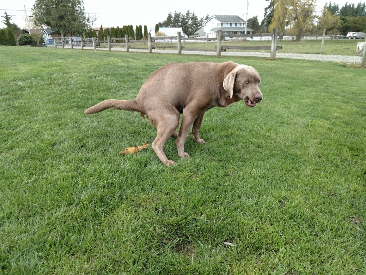 Собачка какает