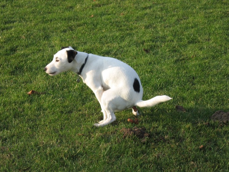 Собака гадит