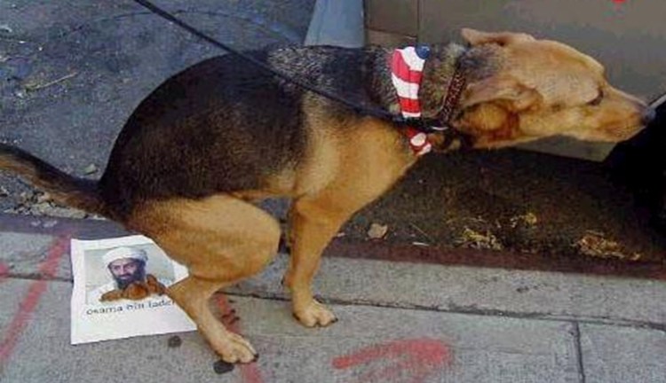 Бродячая собака испражняется