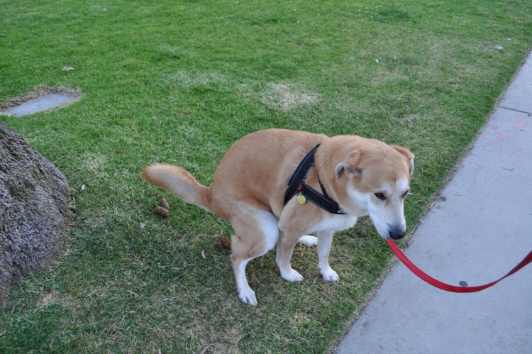 Собака гадит