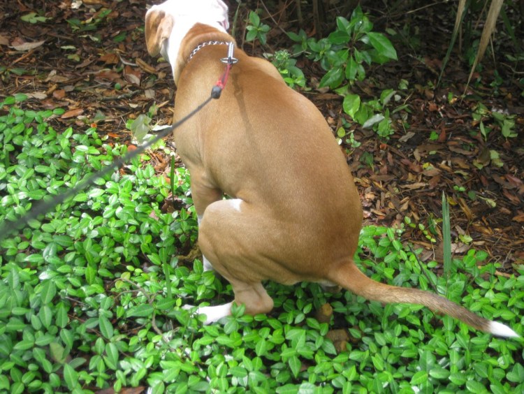 Щенок на ковре