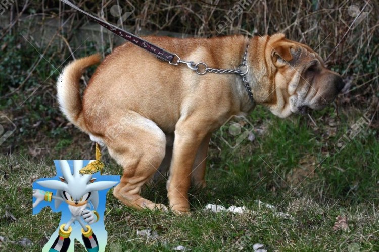 Собака какает