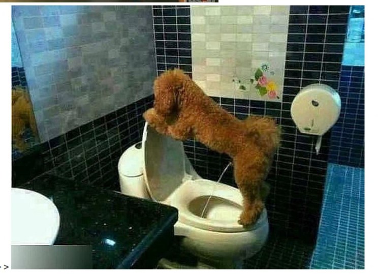 Собака какает знак