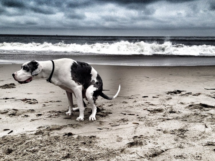 Срущая собака на прозрачном фоне