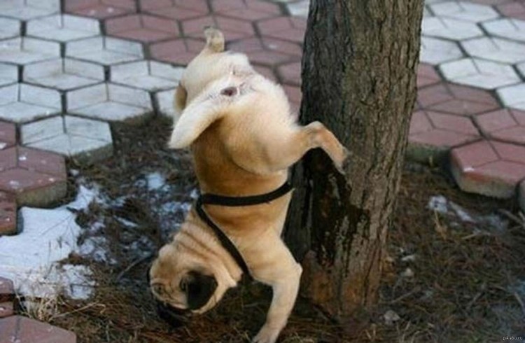 Собачка какает