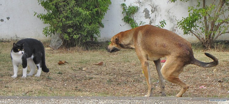 Собака какает