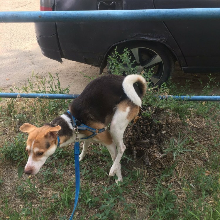 Собака насрала на собаку