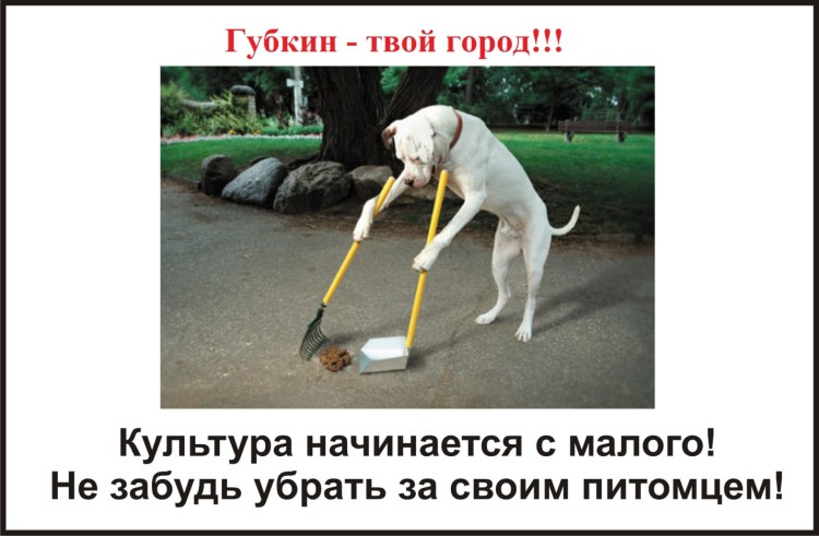 Собака срет на лужайку