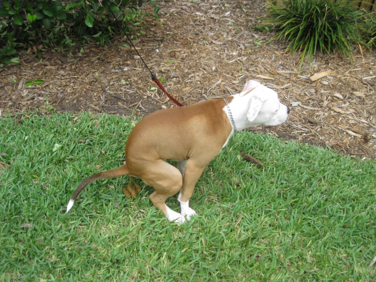 Собака ест траву и какает