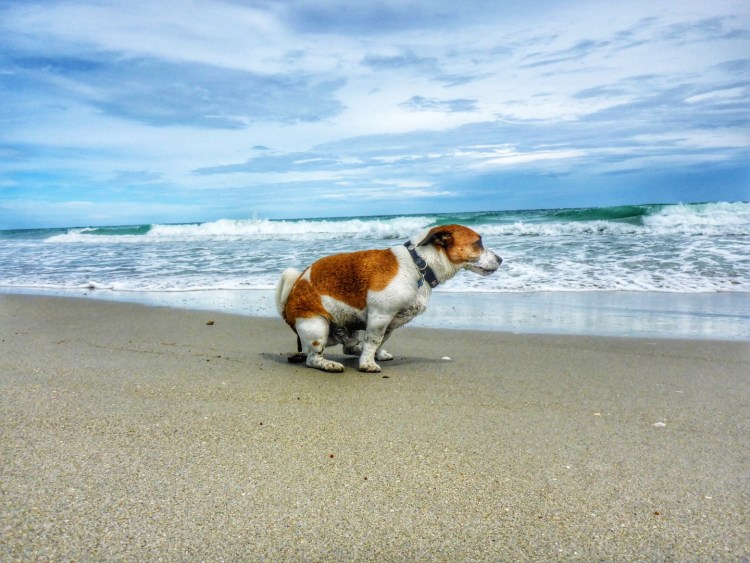 Убирайте за своими питомцами