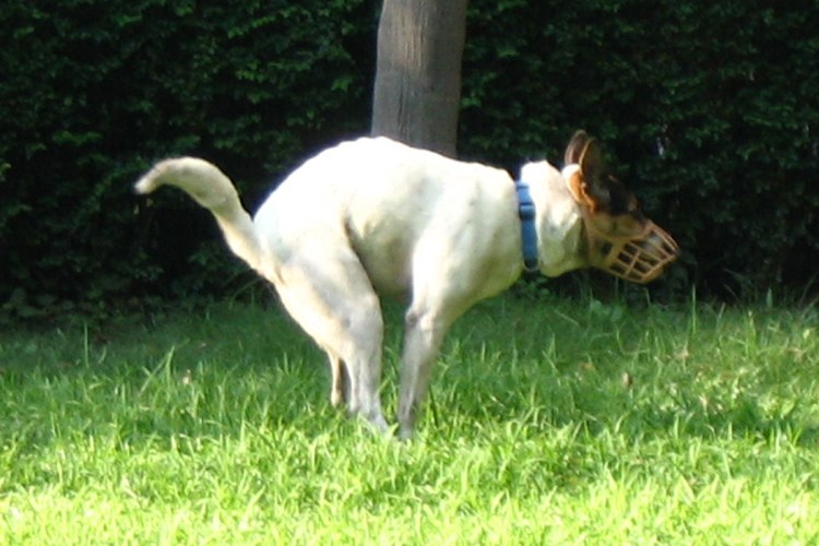 Pooping Dog
