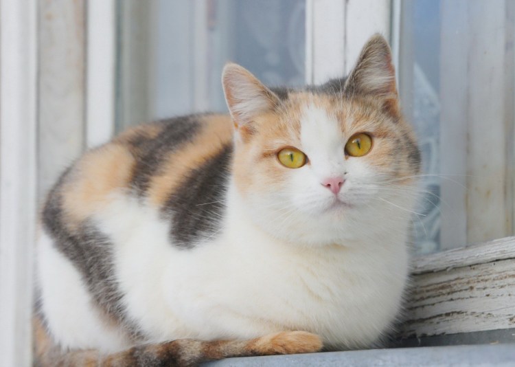 Голубая черепаховая Британская кошка