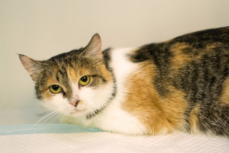 Британская кошка трехцветная