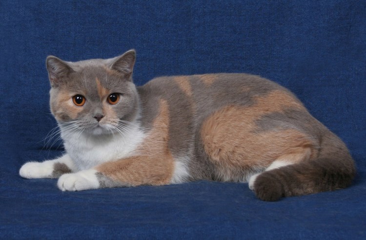 Британская кошка трехцветная