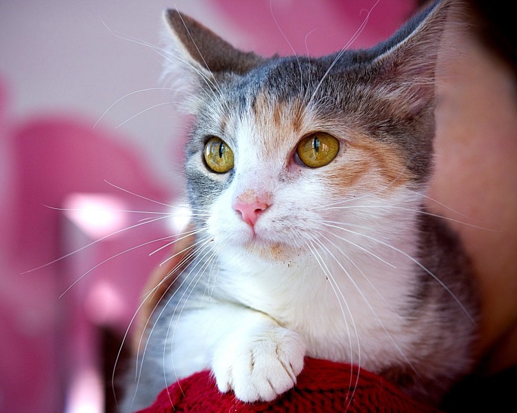 Британская трехшерстная кошка