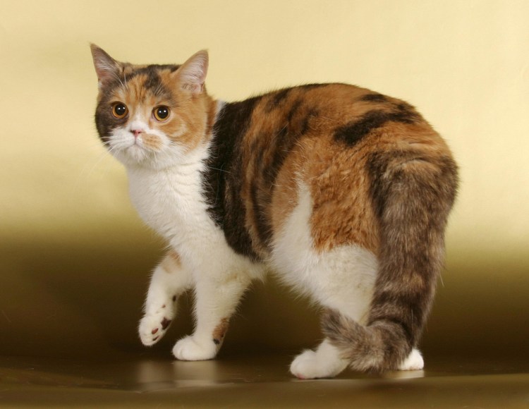 Британская черепаховая кошка