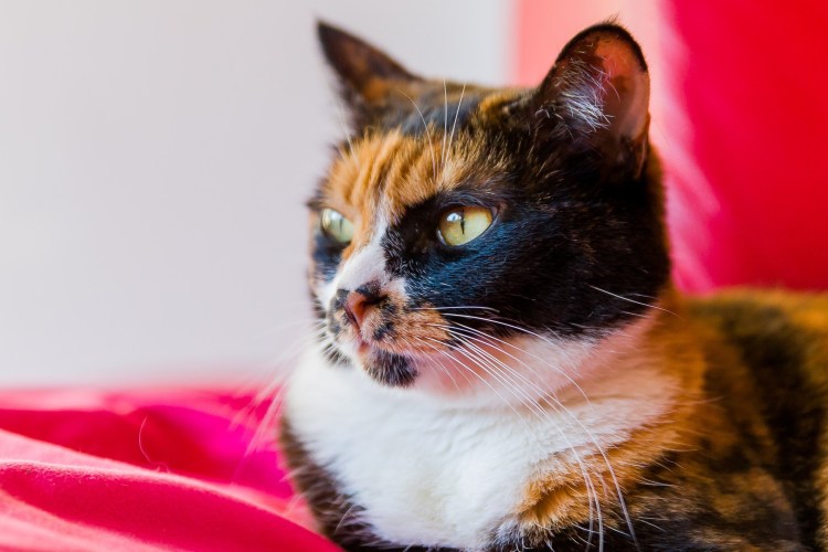 Британская короткошёрстная кошка Калико