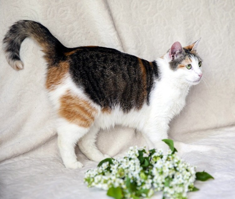 Британская трехшерстная кошка