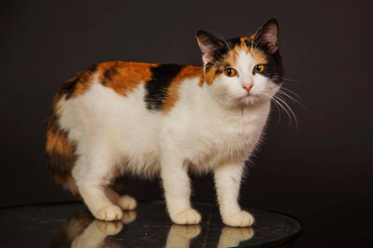 Скоттиш страйт Арлекин