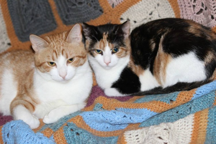 Трехшерстная кошка