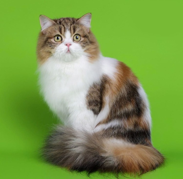 Скоттиш страйт трехцветная