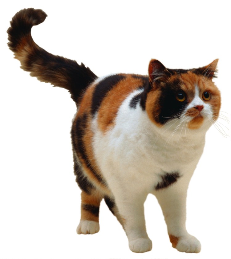 Черепаховая Британская табби