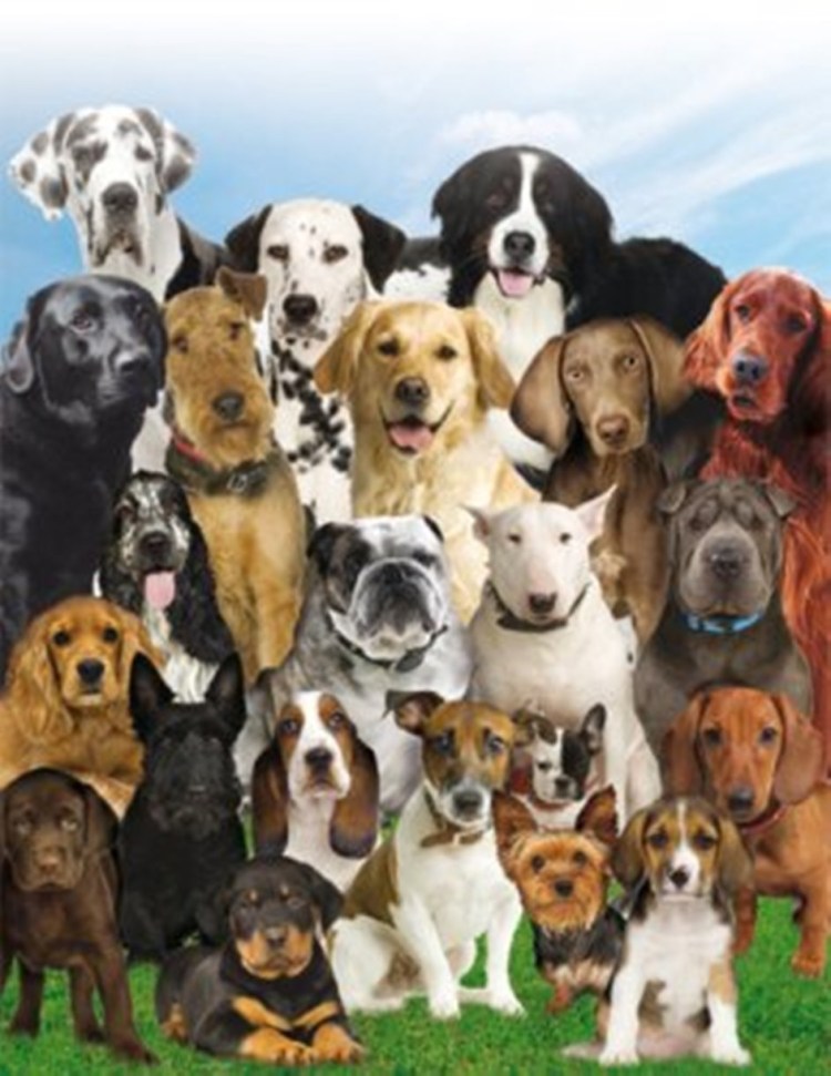 Множество пород собак