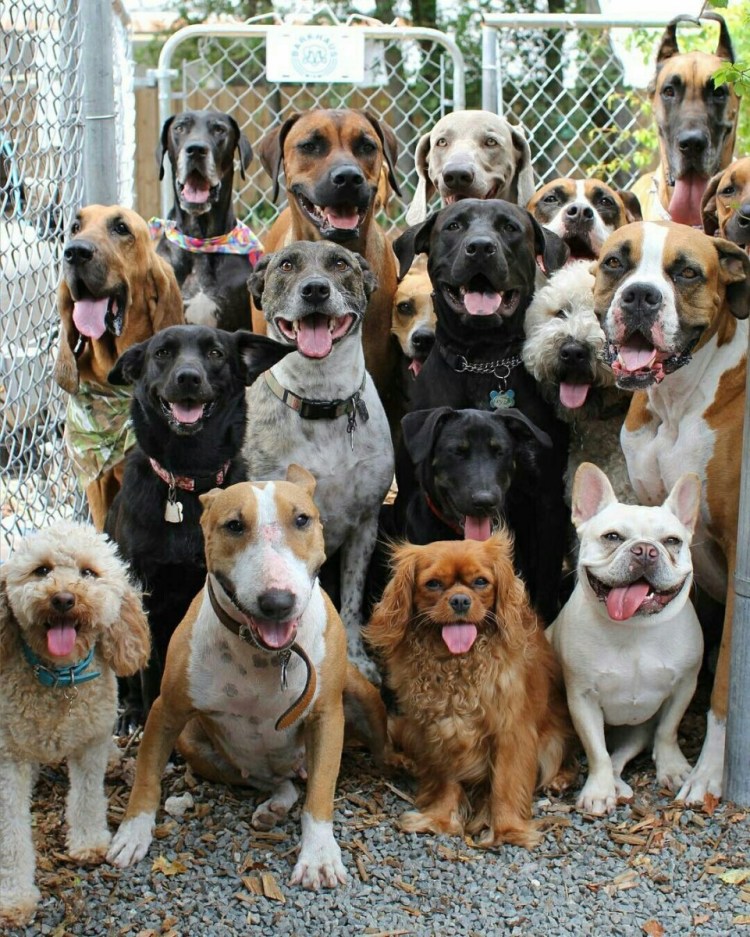 Много собак разных пород