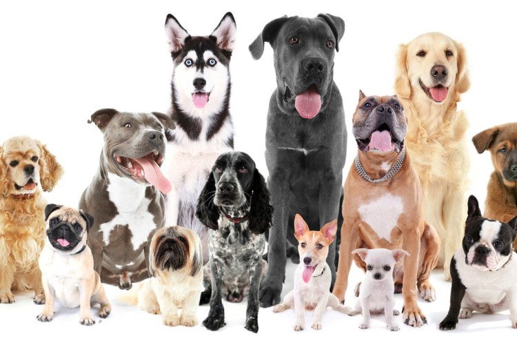 Много собак