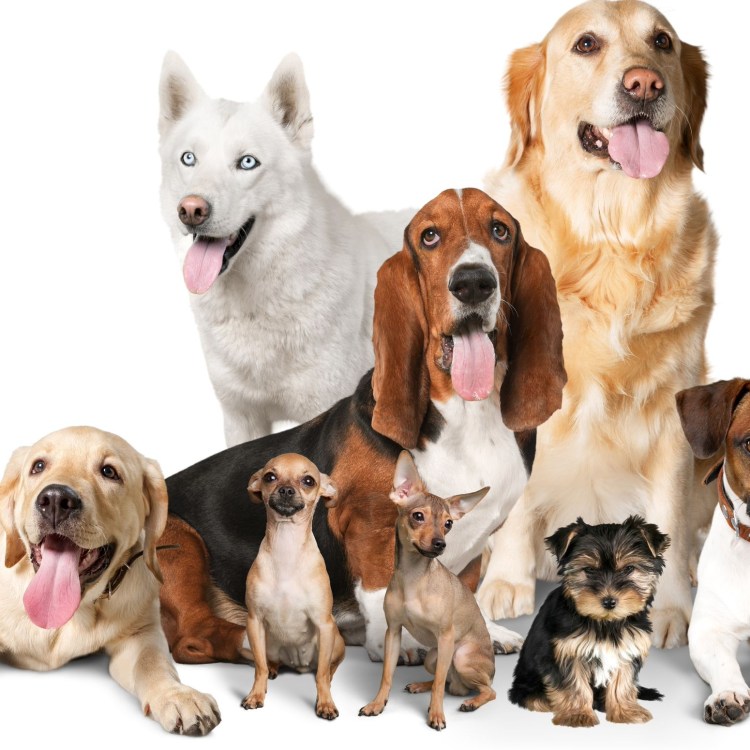 Много собак на белом фоне