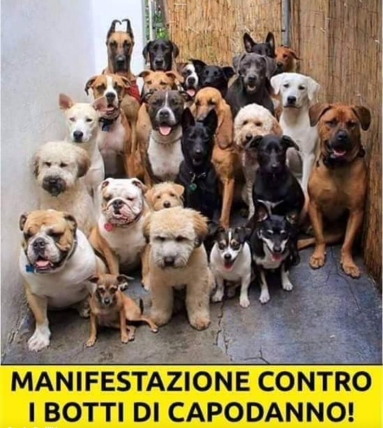 Много щенков